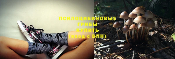 прущие грибы Волоколамск